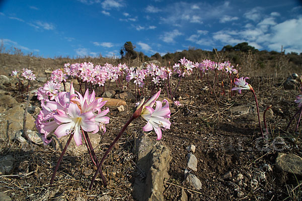 Belladonnalilie (Amaryllis belladonna)