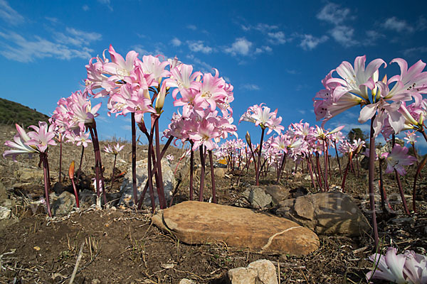 Belladonnalilie (Amaryllis belladonna)