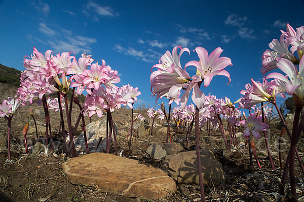 Belladonnalilie (Amaryllis belladonna)