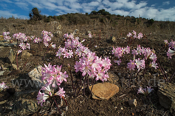 Belladonnalilie (Amaryllis belladonna)