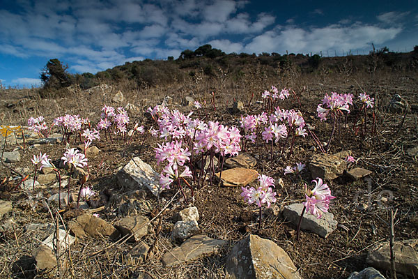 Belladonnalilie (Amaryllis belladonna)