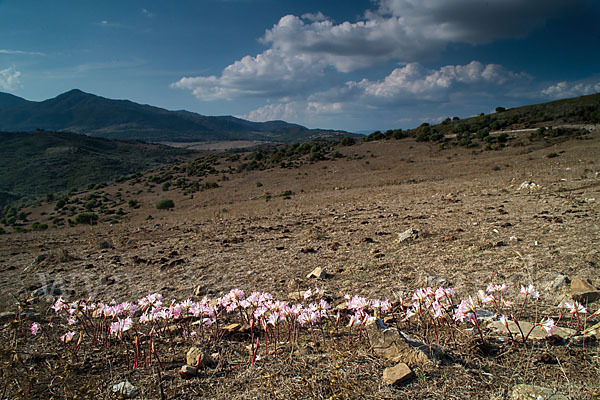 Belladonnalilie (Amaryllis belladonna)