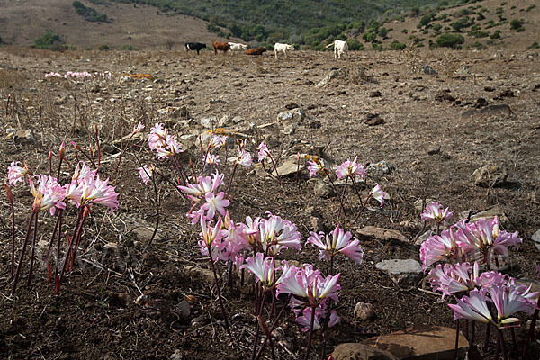 Belladonnalilie (Amaryllis belladonna)