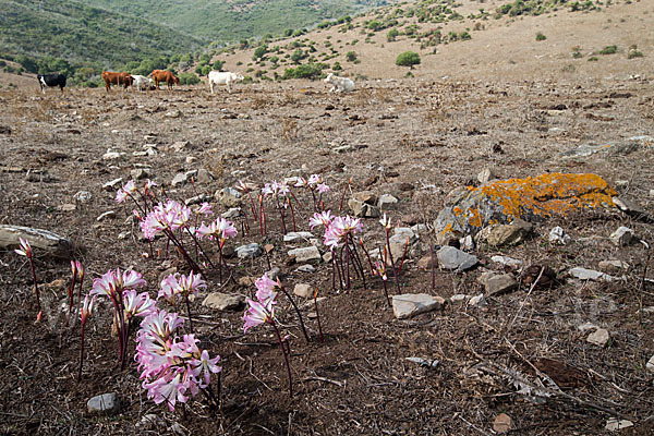 Belladonnalilie (Amaryllis belladonna)