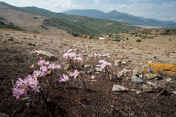 Belladonnalilie (Amaryllis belladonna)