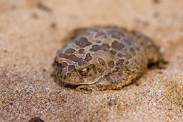 Berberkröte (Bufo mauritanicus)