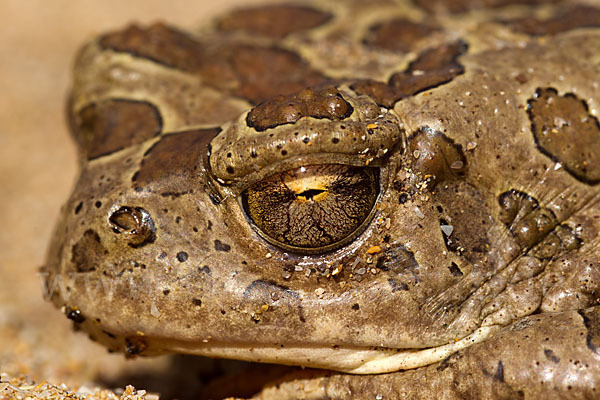 Berberkröte (Bufo mauritanicus)