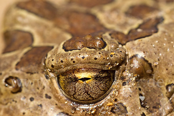 Berberkröte (Bufo mauritanicus)