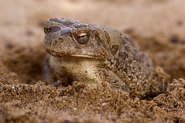 Berberkröte (Bufo mauritanicus)