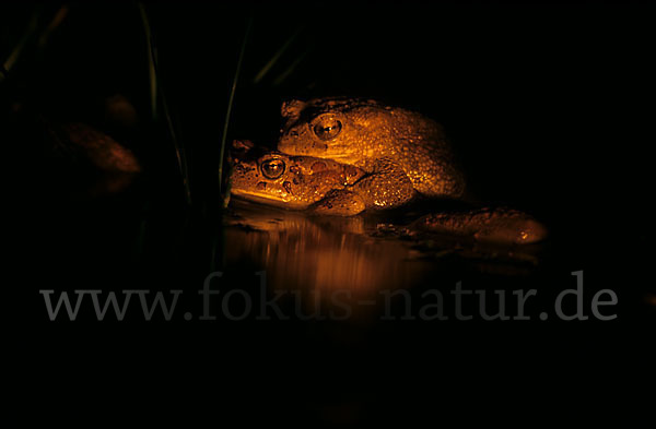 Berberkröte (Bufo mauritanicus)