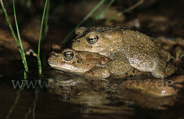 Berberkröte (Bufo mauritanicus)