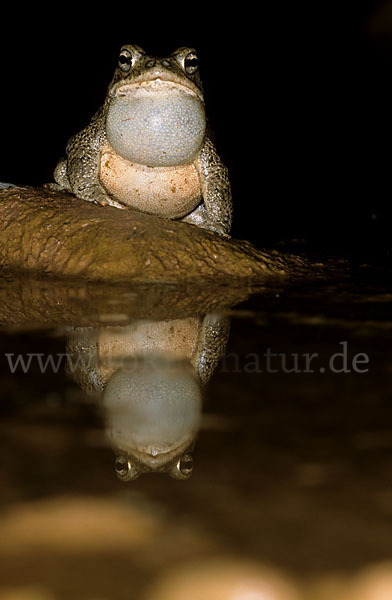 Berberkröte (Bufo mauritanicus)