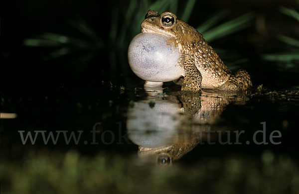 Berberkröte (Bufo mauritanicus)