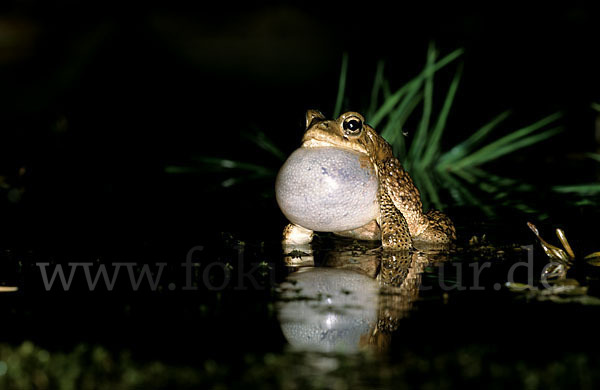 Berberkröte (Bufo mauritanicus)