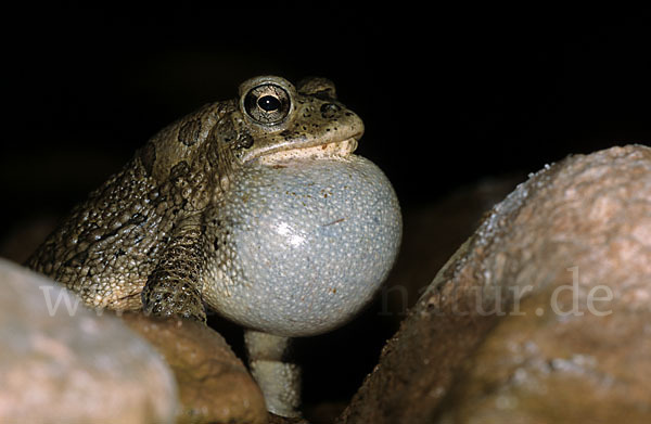 Berberkröte (Bufo mauritanicus)