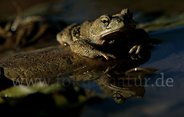 Berberkröte (Bufo mauritanicus)