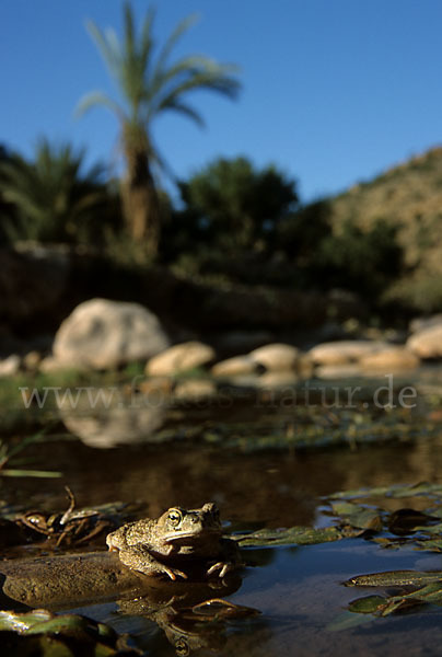 Berberkröte (Bufo mauritanicus)