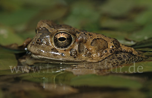 Berberkröte (Bufo mauritanicus)