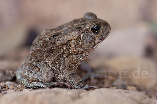 Berberkröte (Bufo mauritanicus)