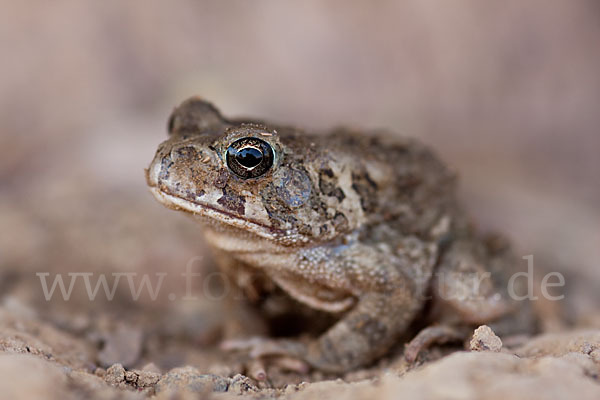 Berberkröte (Bufo mauritanicus)