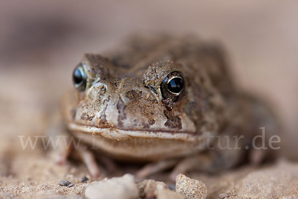 Berberkröte (Bufo mauritanicus)