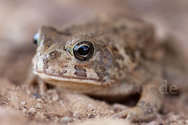 Berberkröte (Bufo mauritanicus)