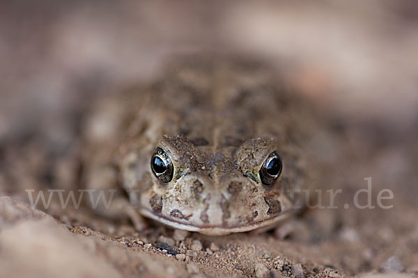 Berberkröte (Bufo mauritanicus)