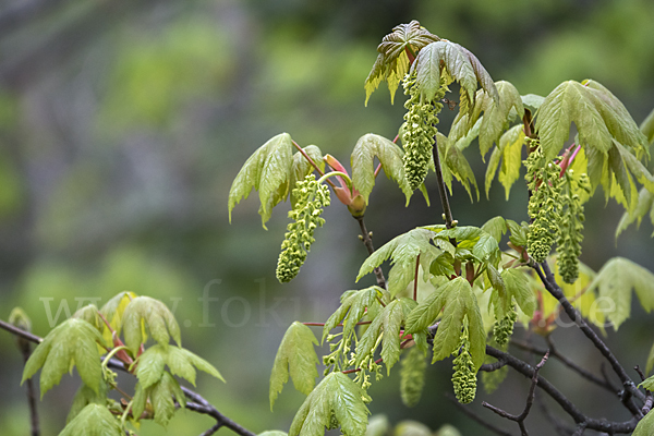 Berg-Ahorn (Acer pseudoplatanus)