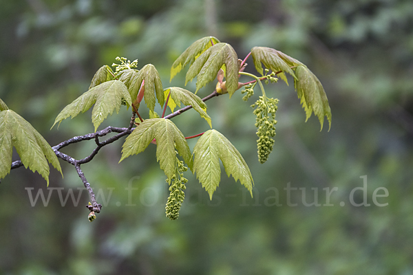 Berg-Ahorn (Acer pseudoplatanus)