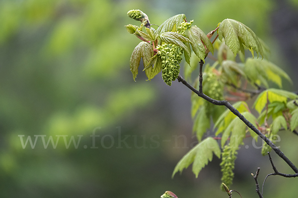 Berg-Ahorn (Acer pseudoplatanus)