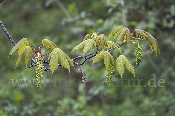 Berg-Ahorn (Acer pseudoplatanus)