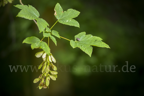 Berg-Ahorn (Acer pseudoplatanus)