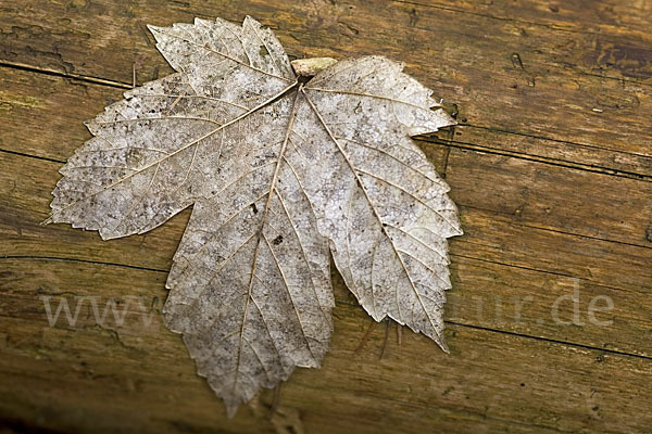 Berg-Ahorn (Acer pseudoplatanus)