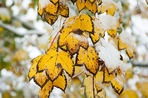 Berg-Ahorn (Acer pseudoplatanus)