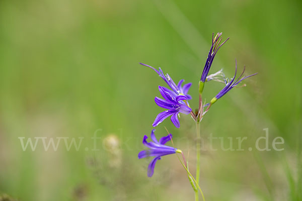 Berg-Blaulilie (Ixiolirion tataricum)