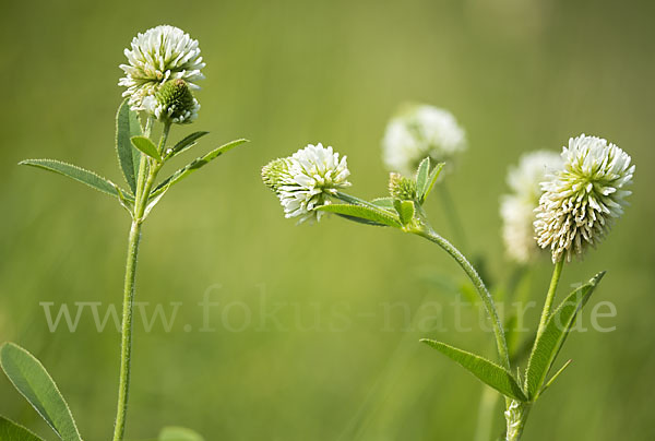 Berg-Klee (Trifolium montanum)