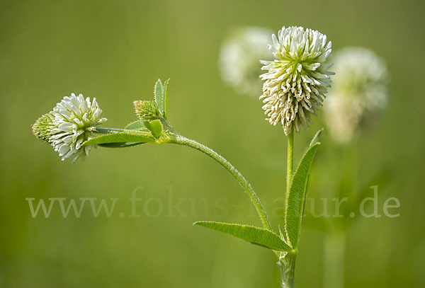 Berg-Klee (Trifolium montanum)