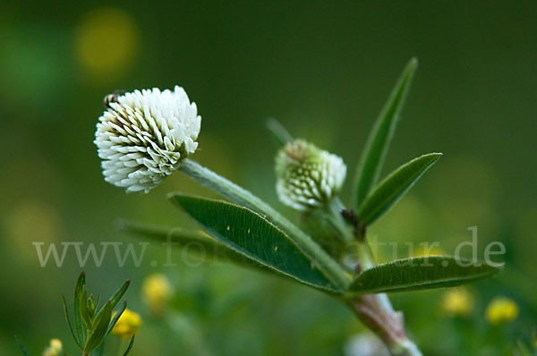 Berg-Klee (Trifolium montanum)