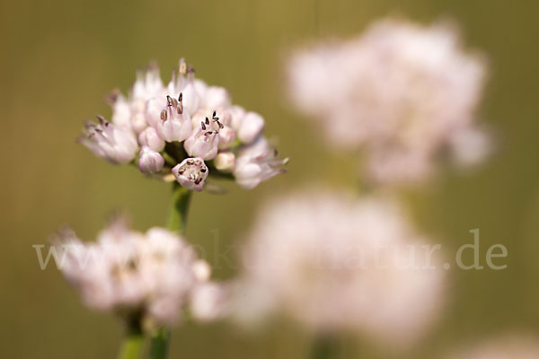 Berg-Lauch (Allium senescens)