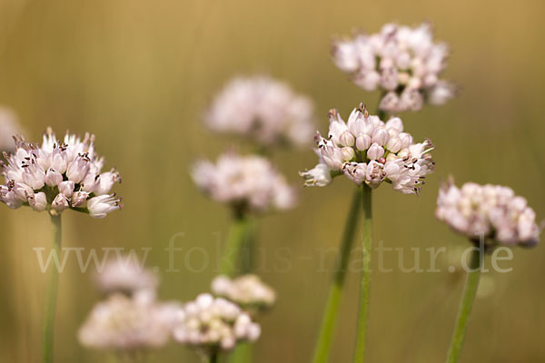 Berg-Lauch (Allium senescens)