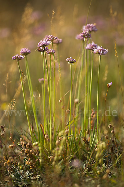 Berg-Lauch (Allium senescens)