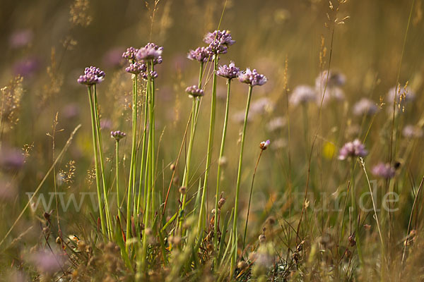 Berg-Lauch (Allium senescens)