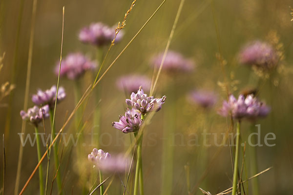 Berg-Lauch (Allium senescens)