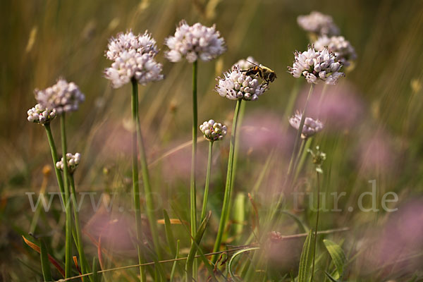 Berg-Lauch (Allium senescens)