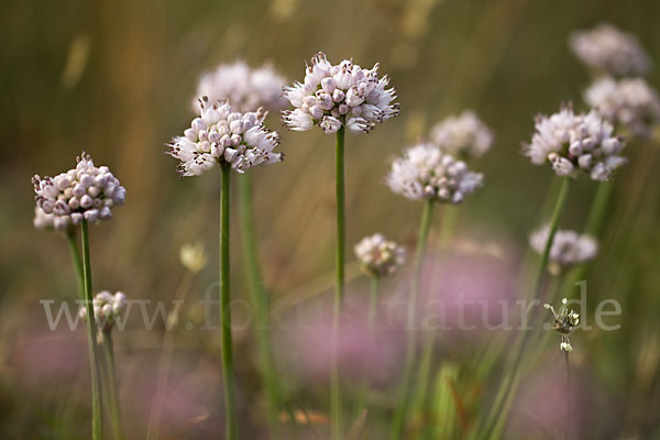 Berg-Lauch (Allium senescens)