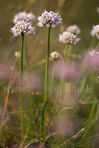 Berg-Lauch (Allium senescens)