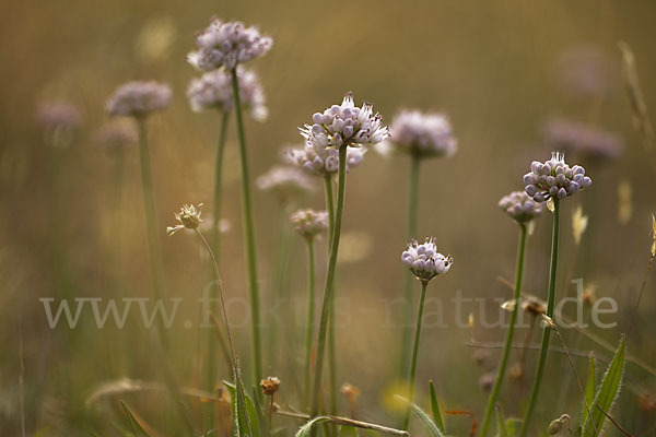Berg-Lauch (Allium senescens)