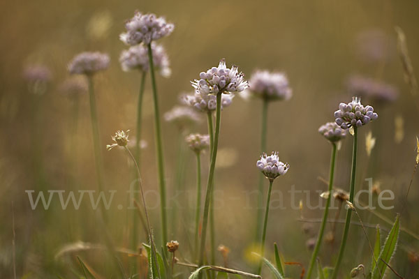 Berg-Lauch (Allium senescens)