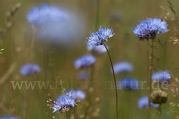 Berg-Sandglöckchen (Jasione montana)