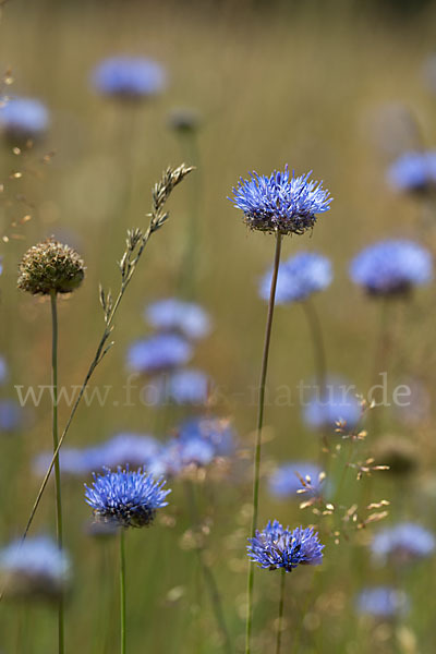 Berg-Sandglöckchen (Jasione montana)